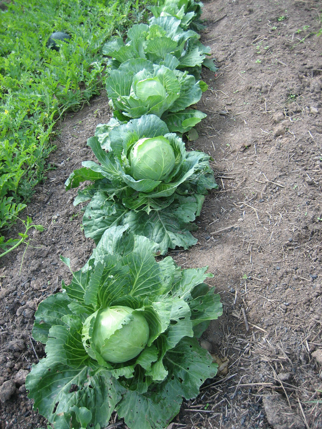 Cabbage and Watermelon in Fall 2011
