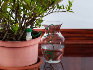 hydrospike-plant