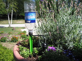 hydrospike-dripper-plant